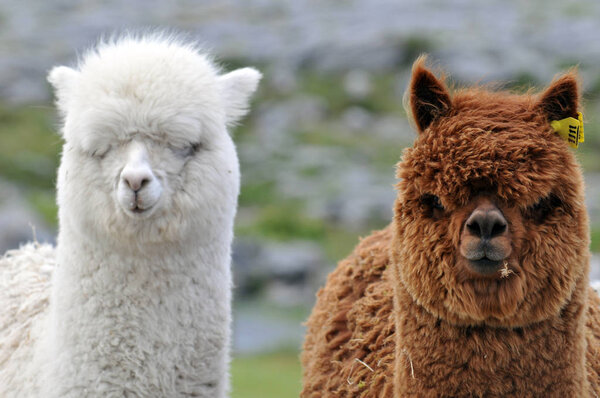 White and brown lamas in close-up 