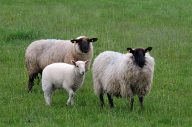 Koyun ve kuzular bir tarlaya yakın