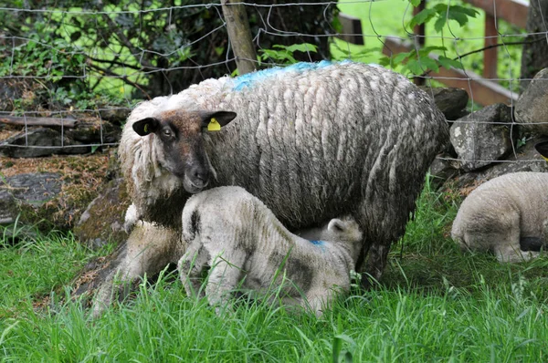 Bárány Szopogatja Anyját Közelről — Stock Fotó