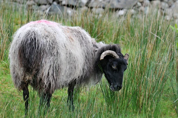 Tiere Hautnah Auf Einem Feld — Stockfoto