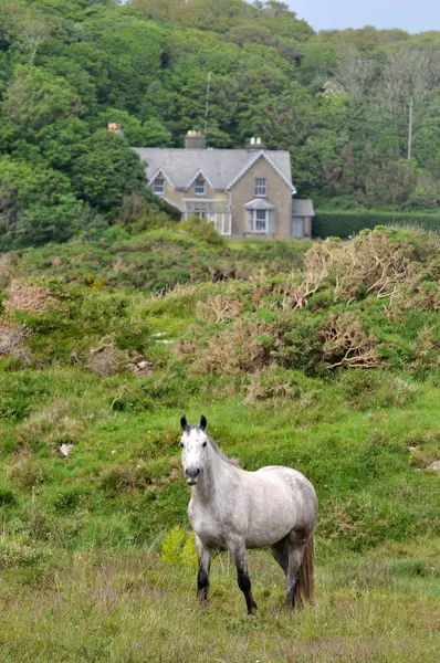 Caballo Blanco Campo Con Una Casa Fondo — Foto de Stock