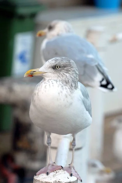 Gull Resting Railing Brittany — Stock Photo, Image