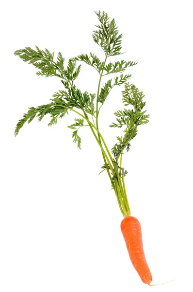 Carrot Its Tops Close White Background — Stock Photo, Image