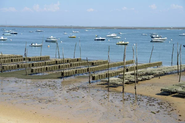 Arcachon Körfezi Ndeki Kaptan Ferret Teki Istiridye Parkı — Stok fotoğraf