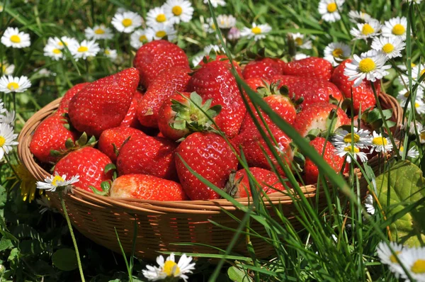 Basket Strawberries Grass Daisies Close White Background — Stock Photo, Image