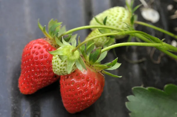 Strawberries Growing Field Close — Stock Photo, Image
