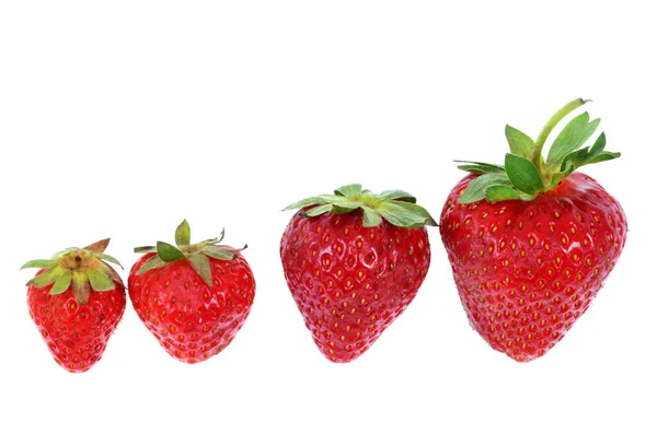 Aardbeien Van Verschillende Grootte Close Witte Achtergrond — Stockfoto