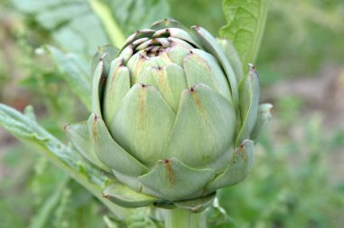 Yakın plan çekimde Brittany enginarı