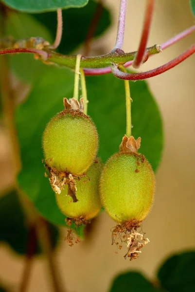 Kiwi Fruits Sur Branche Arbre Gros Plan — Photo