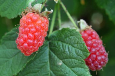 Ahududu ahududu ile kaplanır. 