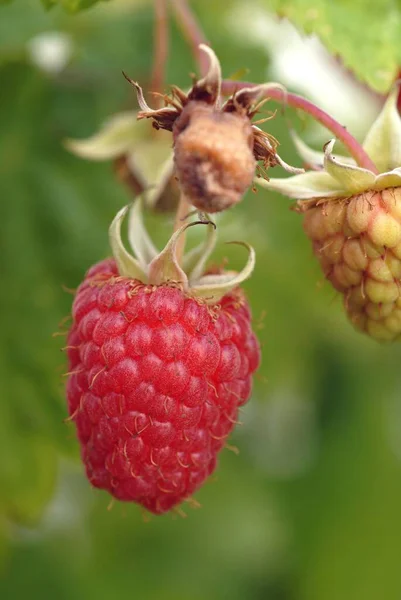 Raspberry Close Raspberry — Stock Photo, Image