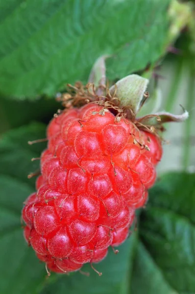 Raspberry Close Raspberry — Stock Photo, Image