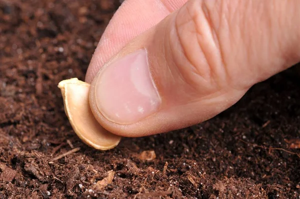 Plantar Una Semilla Suelo Cerca — Foto de Stock