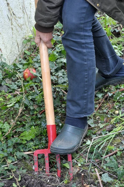 Lavorare Terreno Del Giardino Con Una Forchetta — Foto Stock