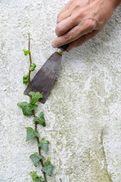 Mit Dem Spachtel Efeu Von Der Wand Entfernen — Stockfoto