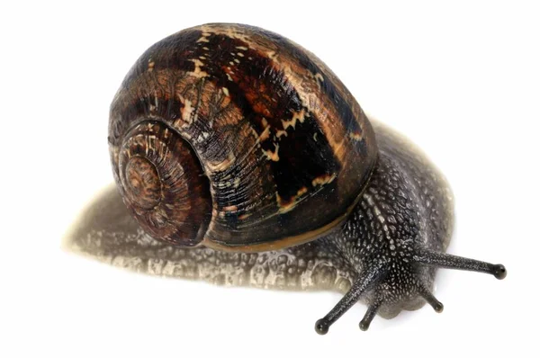 Caracol Cerca Sobre Fondo Blanco — Foto de Stock