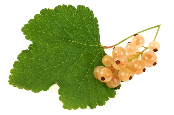 Cluster White Currants Leaf Close White Background Royalty Free Stock Photos