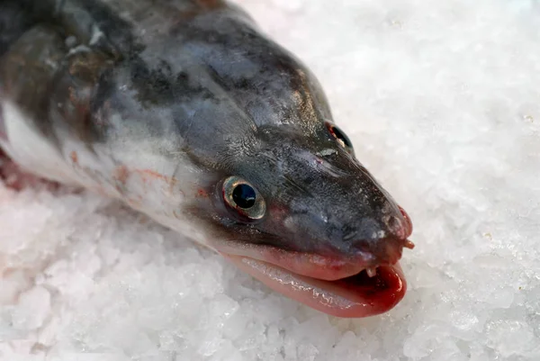 Balık Tezgahının Buzunda Taze Balık Var — Stok fotoğraf