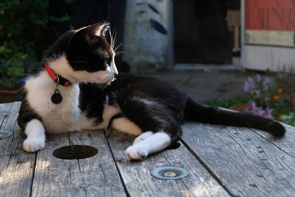 Schwarz Weiße Katze Ruht Garten — Stockfoto