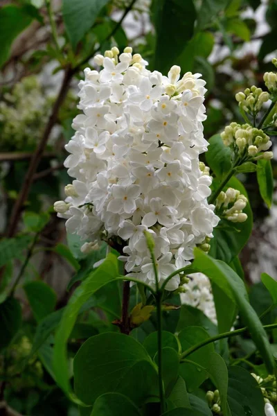 Closeup Lilás Branco Primavera — Fotografia de Stock
