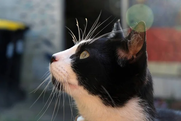 Retrato Gato Preto Branco — Fotografia de Stock