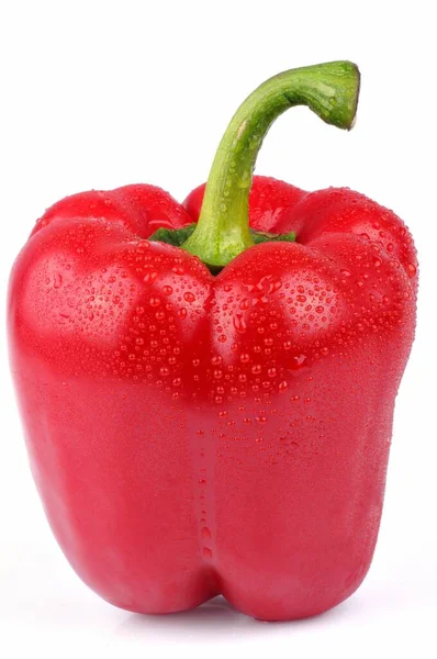Červená Paprika Zblízka Bílém Pozadí — Stock fotografie