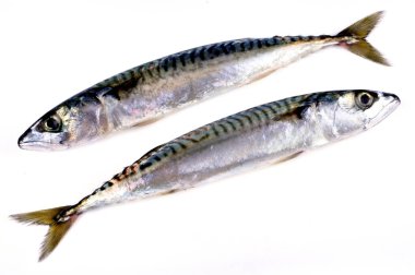 Beyaz arkaplanda taze uskumrular var.