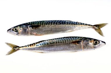 Beyaz arkaplanda taze uskumrular var. 