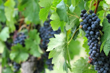 Gironde 'de Blaye yakınlarında Bordeaux üzüm bağı 