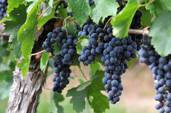 Bordeaux vineyard near Blaye in Gironde