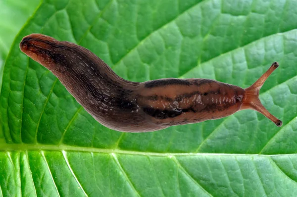 Slug Zbliżenie Liściu — Zdjęcie stockowe