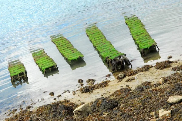 Parc Ostréicole Marée Basse Berder Bretagne — Photo