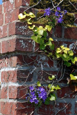 Çiçekli tuğla duvarın kapatılması
