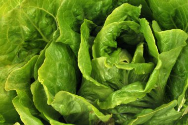 Taze romaine marulu yakın plan.