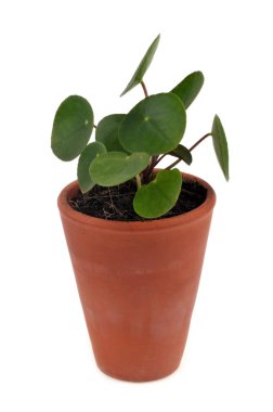 Pilea peperomiyotları beyaz arka planda bir saksıda