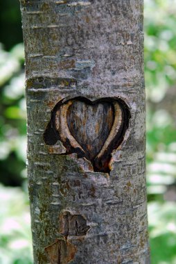 Bir ağaç gövdesine oyulmuş bir kalp.