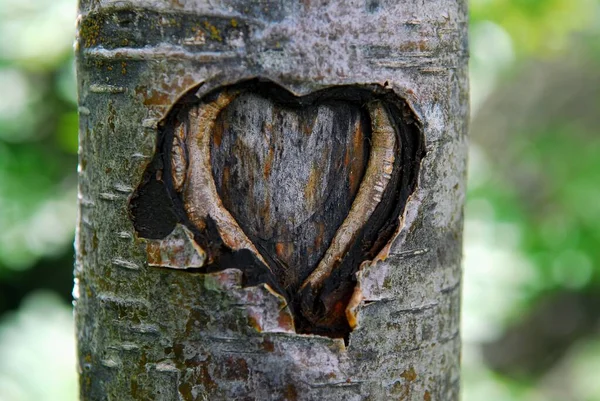 Coeur Sculpté Sur Tronc Arbre Gros Plan — Photo