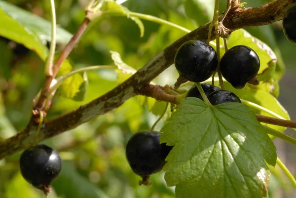 Reife Schwarze Johannisbeere Auf Einem Zweig Nahaufnahme — Stockfoto