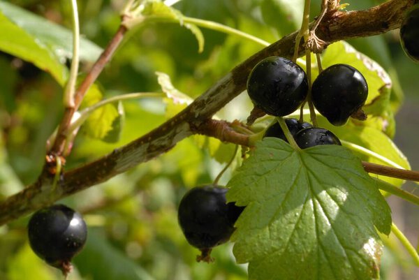 Ripe black currant on a branch close-up