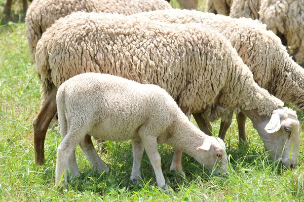 Troupeau Moutons Avec Agneau Premier Plan — Photo