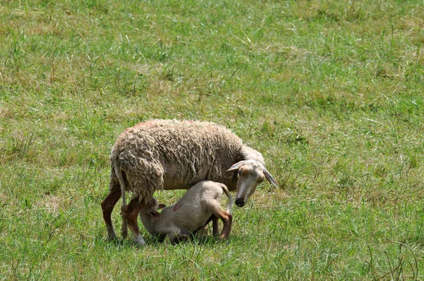 Bárány Szoptatja Anyját Mezőn — Stock Fotó