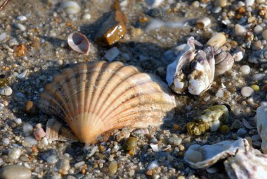 Kabuğu kuma yakın çekim yap. 