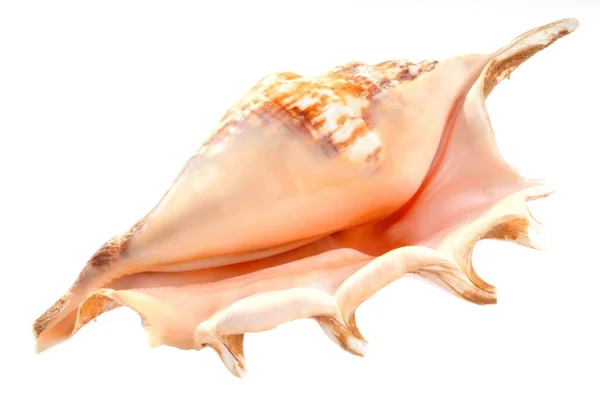 Drottning Conch Närbild Vit Bakgrund — Stockfoto