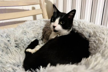 Sepetindeki kediyi kapat.