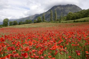 Fransa 'da Hautes-Alpes' teki haşhaş tarlası