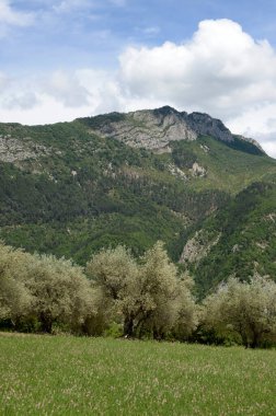 Hautes-Alpes 'teki bir tarlada zeytin ağaçları 