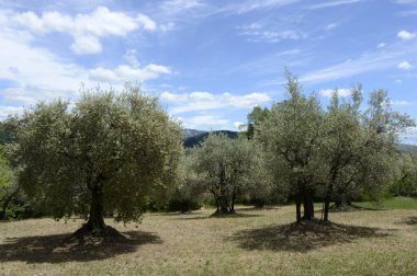 Hautes-Alpes 'teki bir tarlada zeytin ağaçları