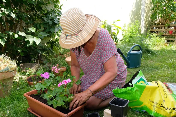 Donna Potting Geranio Piante — Foto Stock