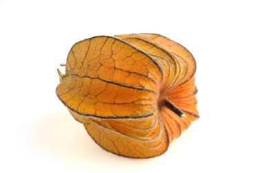 Beyaz arkaplanda yakın plan Physalis