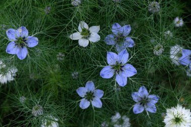 Mavi Damascus Nigelles Bahçede